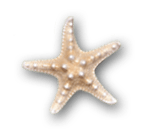Starfish